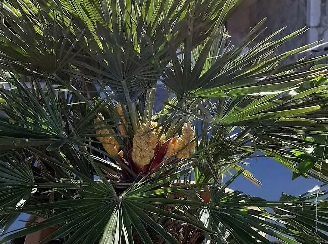 Nyaraló Plat Cx Belej