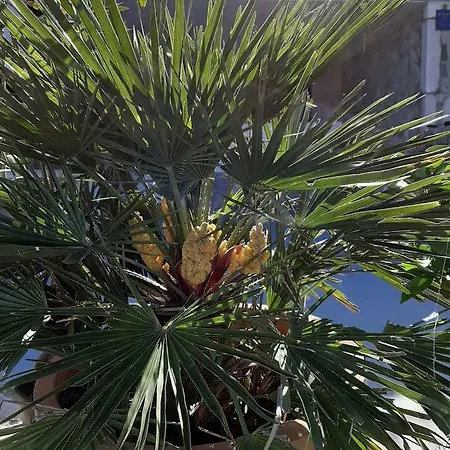 Сasa de vacaciones Plat Cx Belej